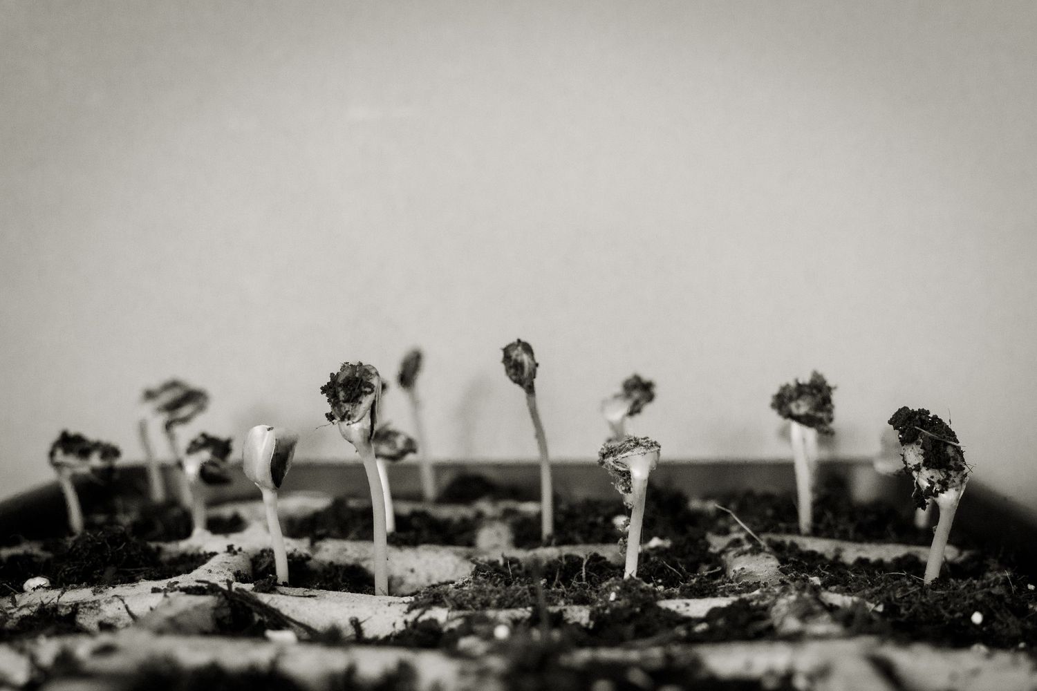 Black and white image of seedlings in a nursery tray, looking like little dancers.