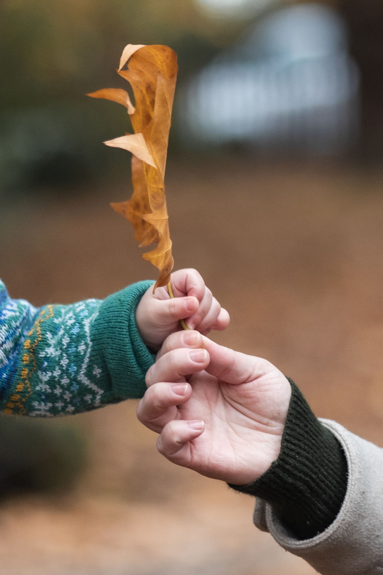 Close up image of a mum giving a crisp autumn leaf to her toddler son in Friary Park, Whetstone.