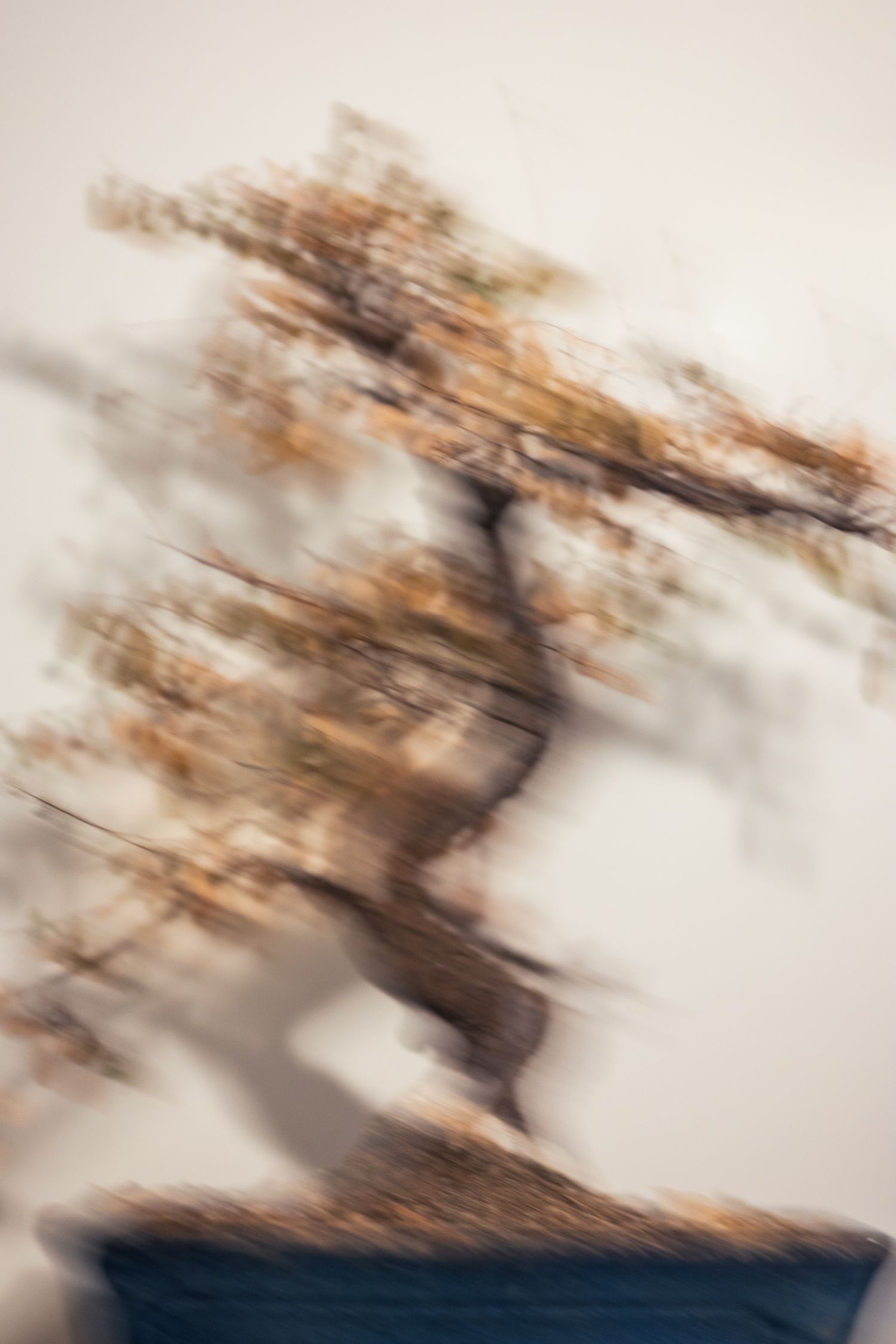 Blurred image of a dying and brown bonsai tree.