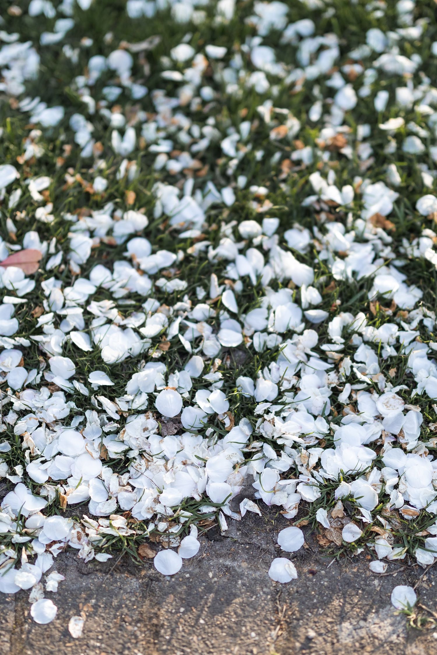 White blossom on the grass.