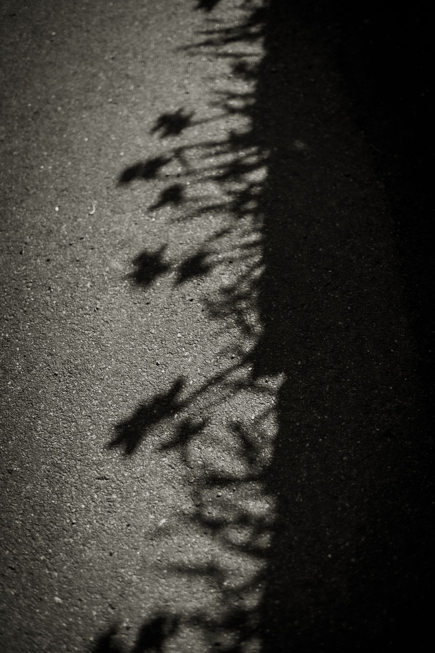 Shadow of daffodils growing and blowing in the wind.