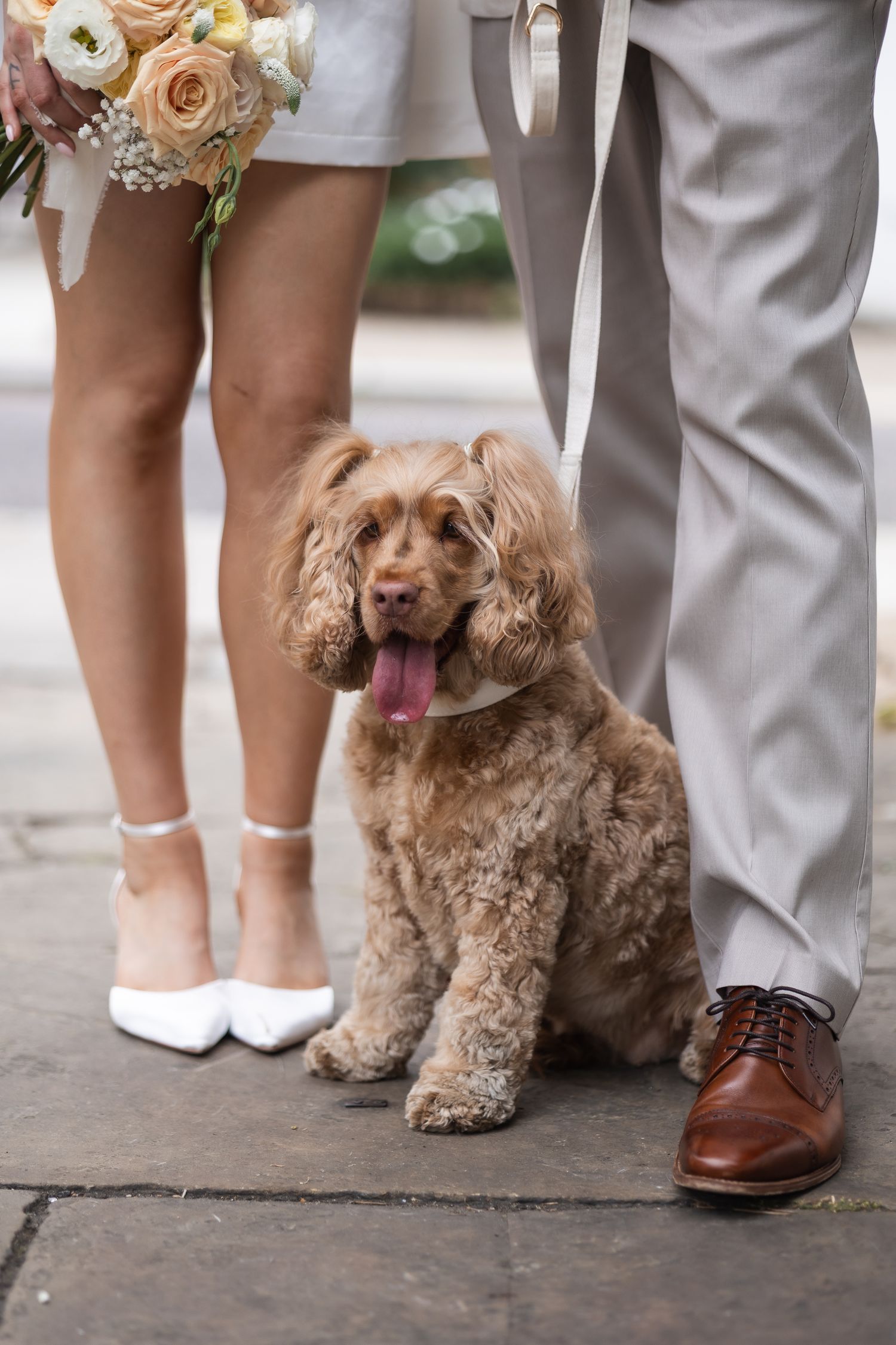 Image of dog ring-bearer as she sits by the feet of the bride and groom. You can't see the faces of the couple just their shoes.