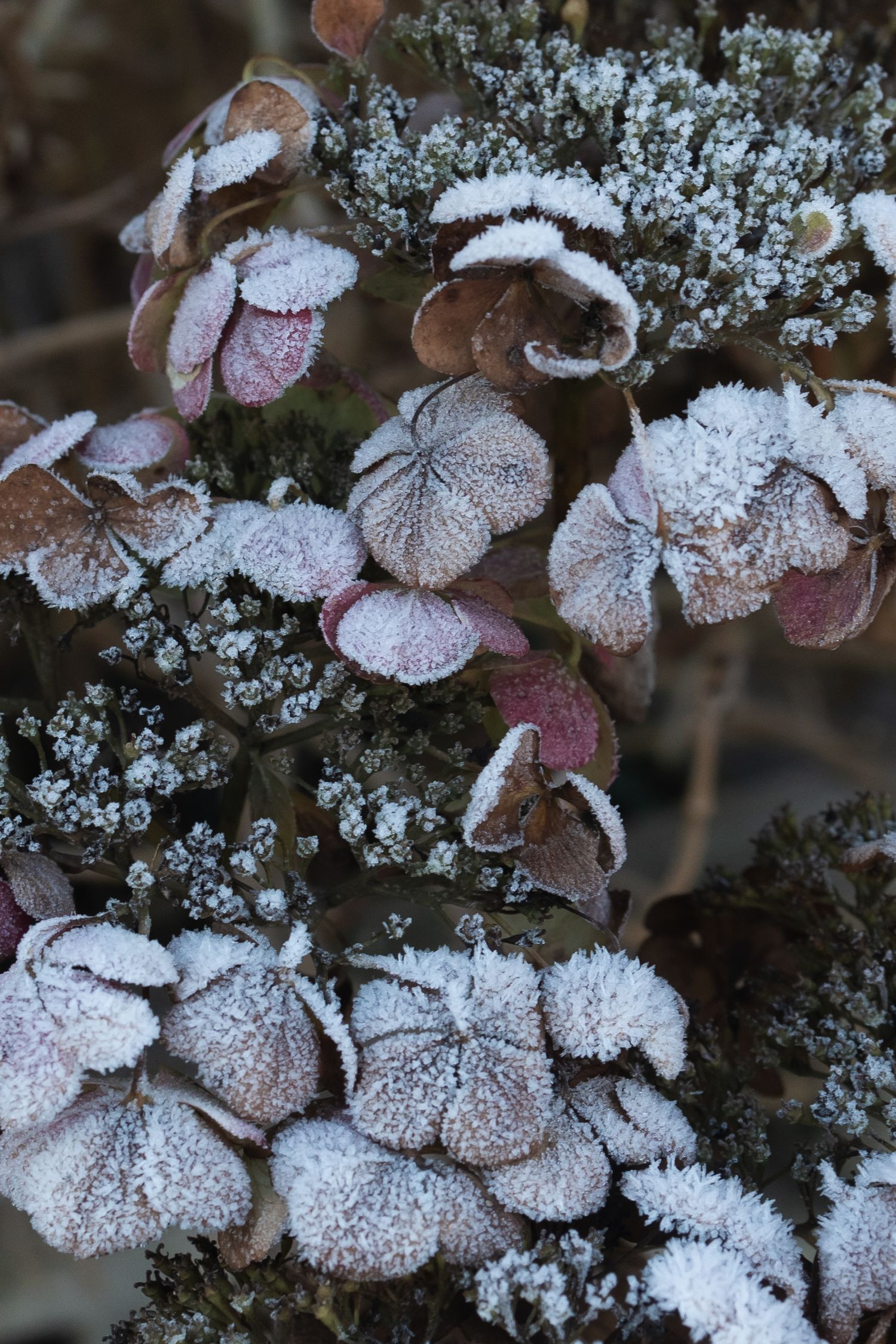 White frost on the leaves of dried hydrangeas.