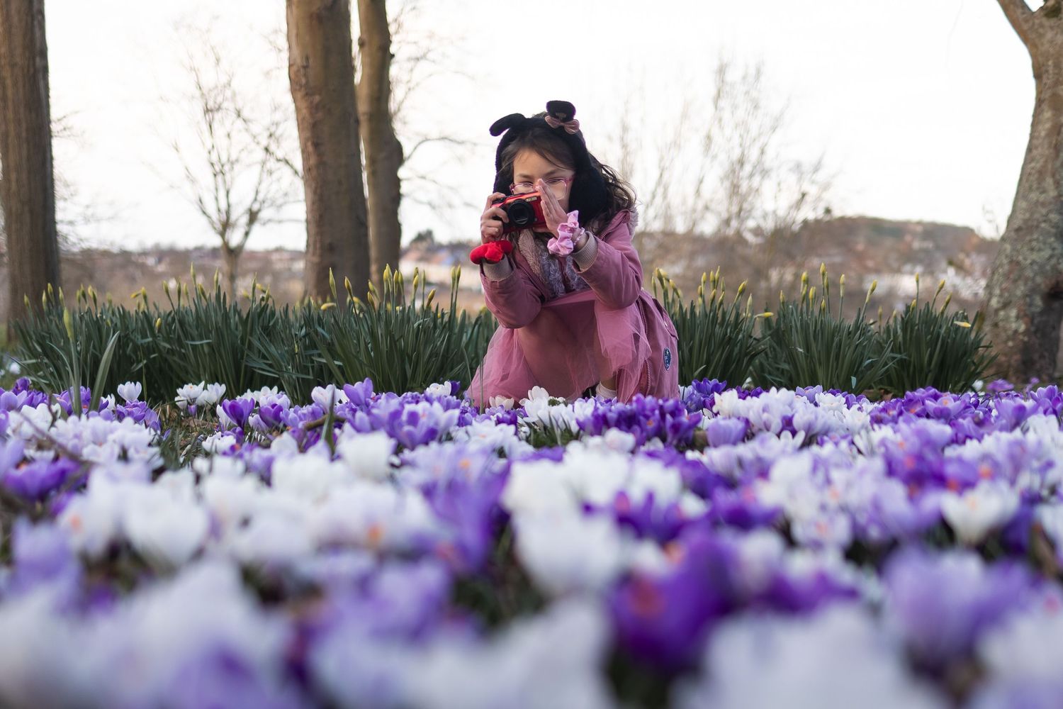 Young girl with a camera taking a photo of the spring crocuses in Local Barnet park.