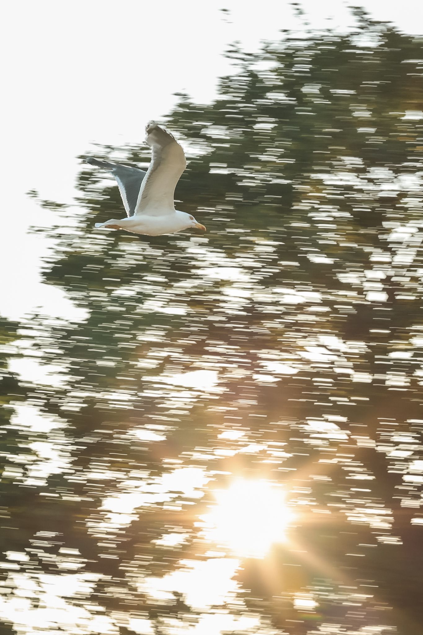 Panning image of a seagull flying through the summer sky.