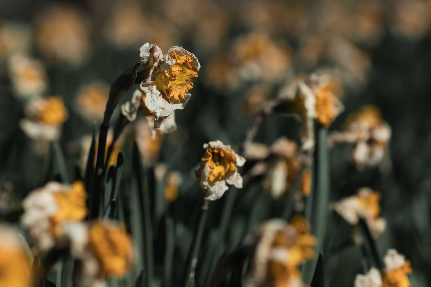 Close up image of dried up daffodils in Grovelands park, Enfield.