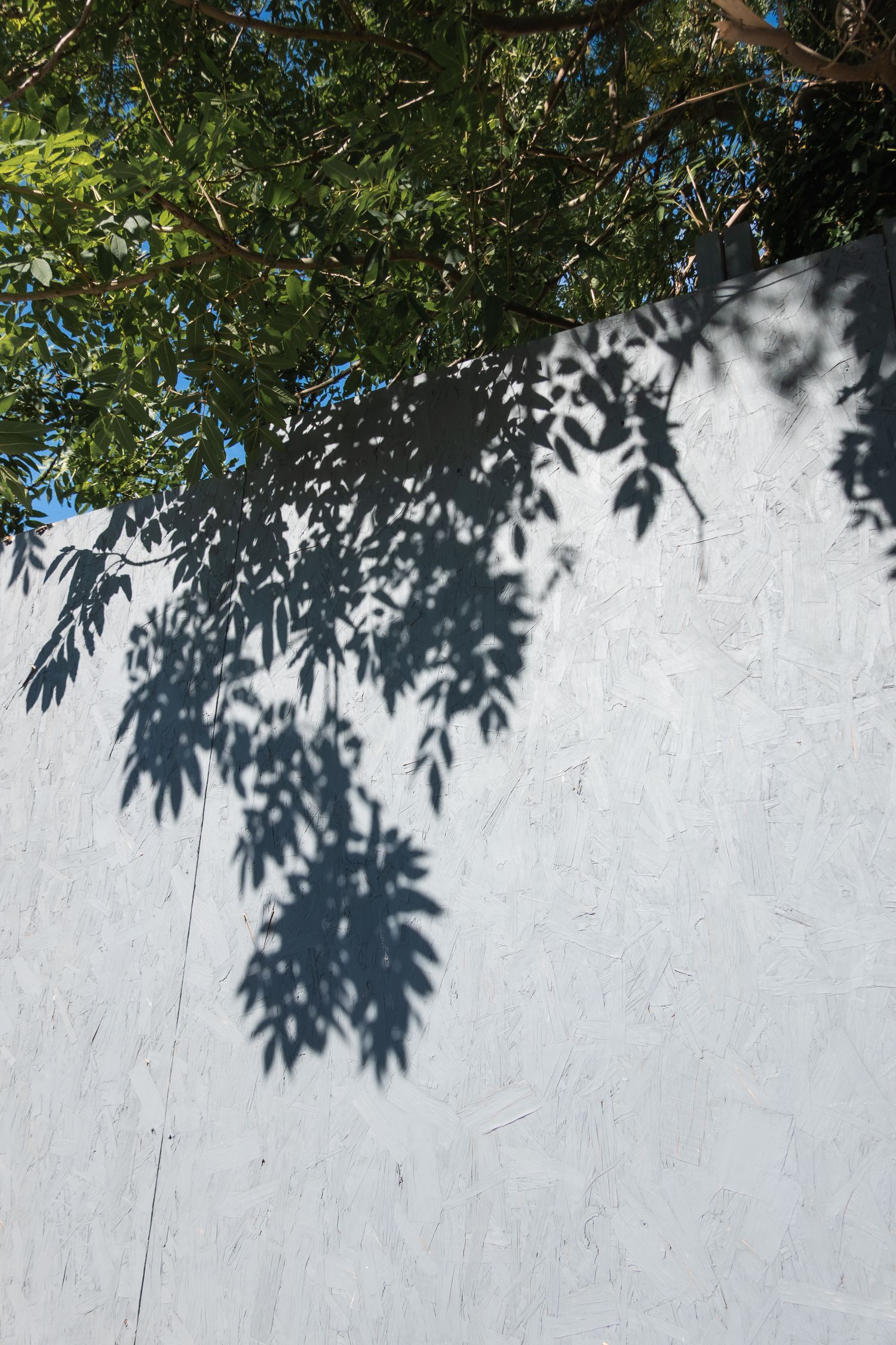 The shapes of the leaves observed as shadows on the wall