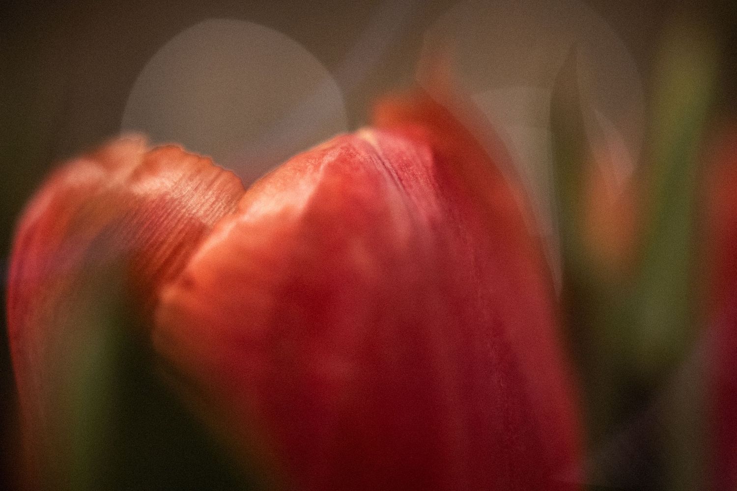 Blurry painterly close up image of red tulips.