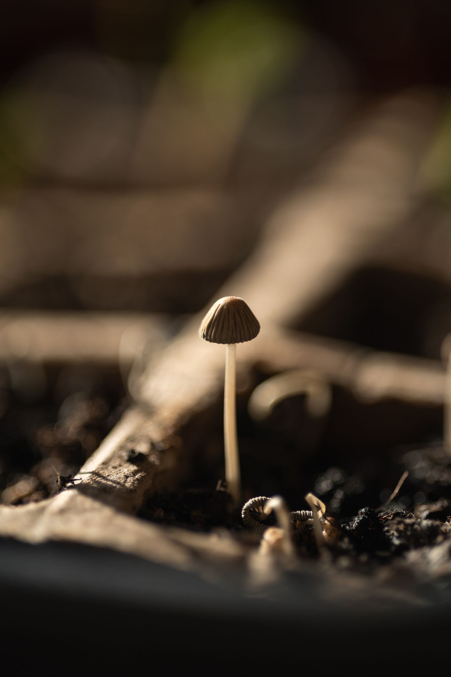Mushroom growing against a backdrop of soft light