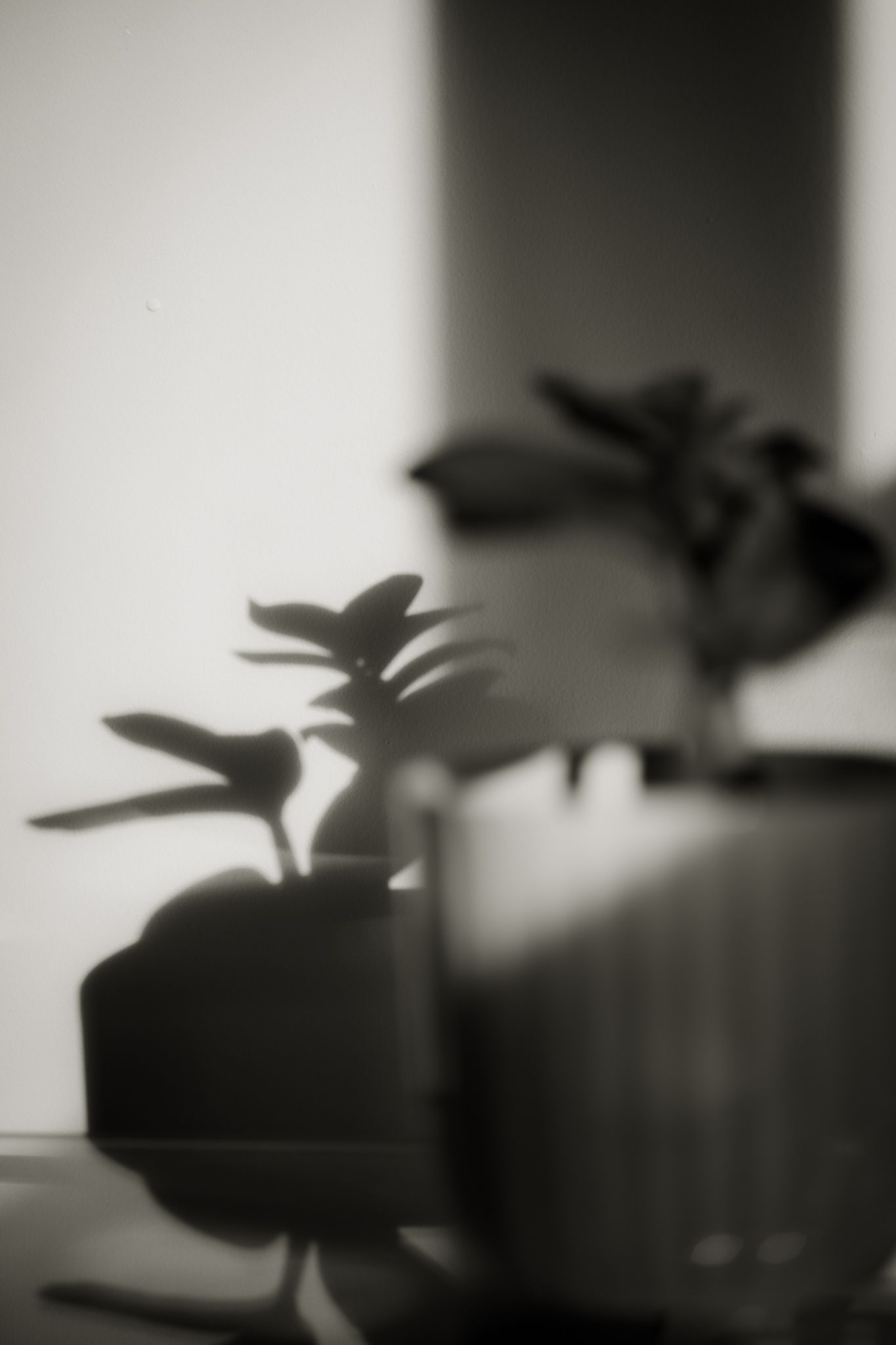 Black and white abstract detail of a plant and shadow observed.