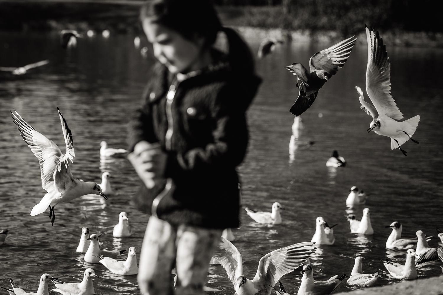 Feeding the birds and ducks on family shoot in Enfield, London