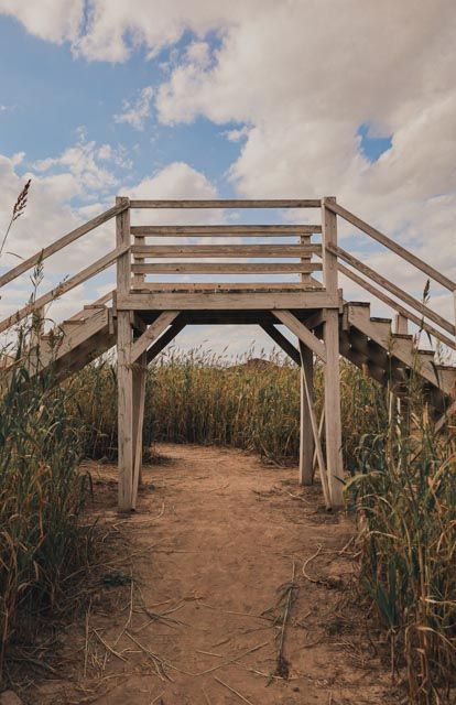 texas country landscape in a corn field