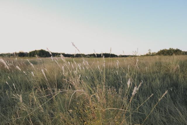 Texas landscape