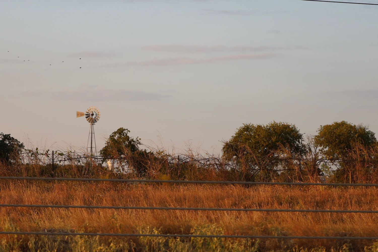 texas landscape with windmill