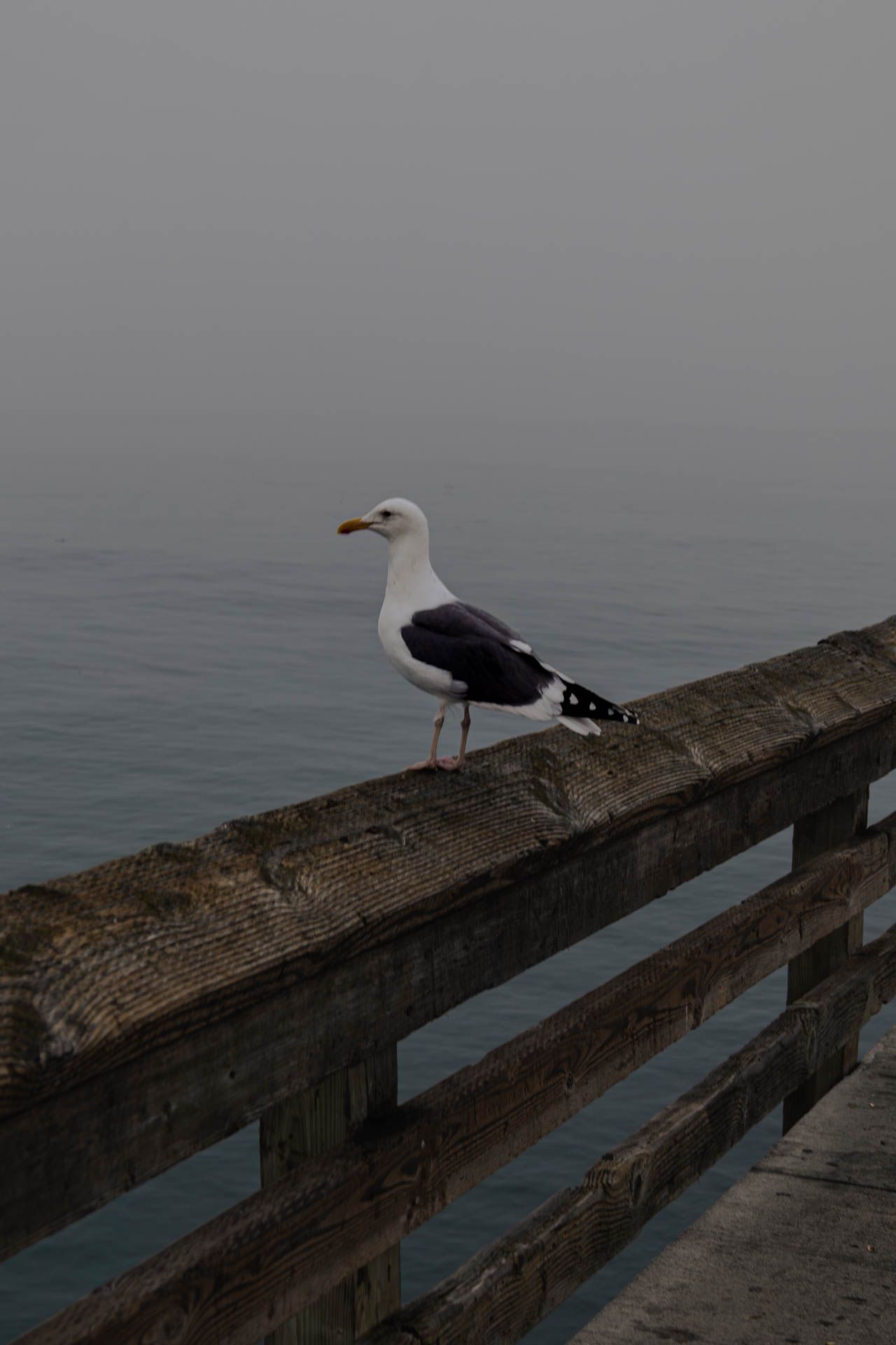 bird lifestyle photos