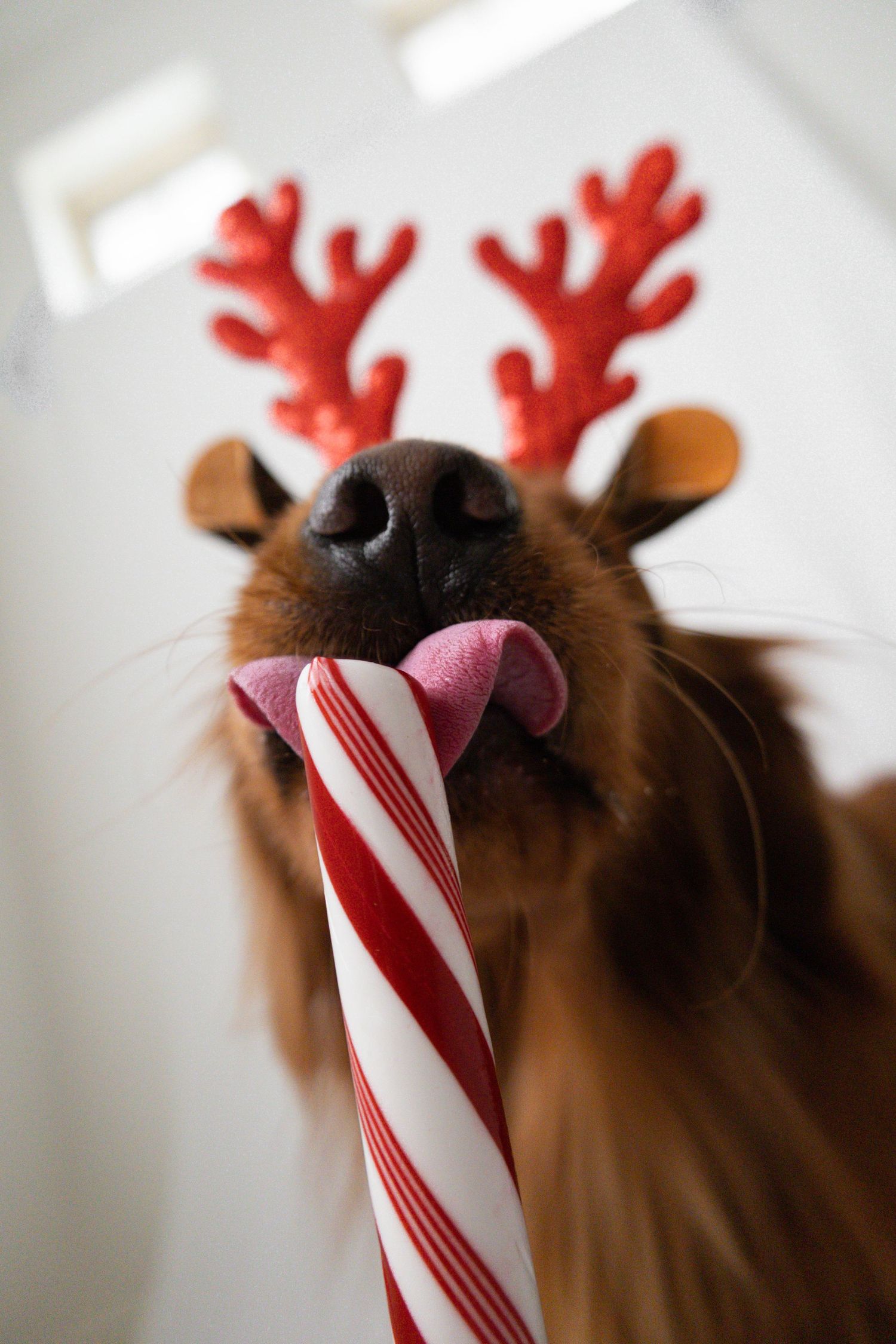 a mini holiday Christmas photoshoot with a Christmas dog