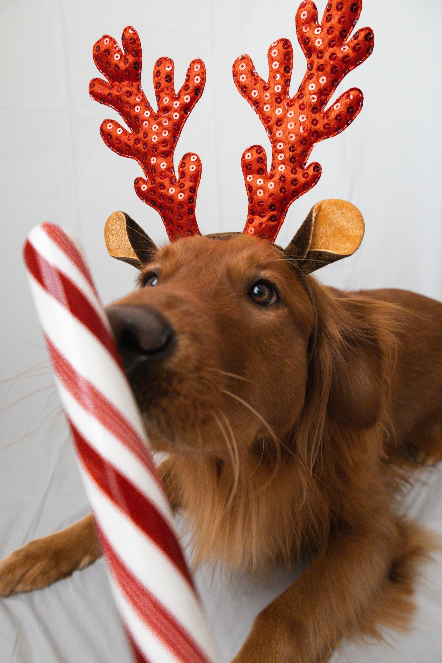 a mini holiday Christmas photoshoot with a Christmas dog