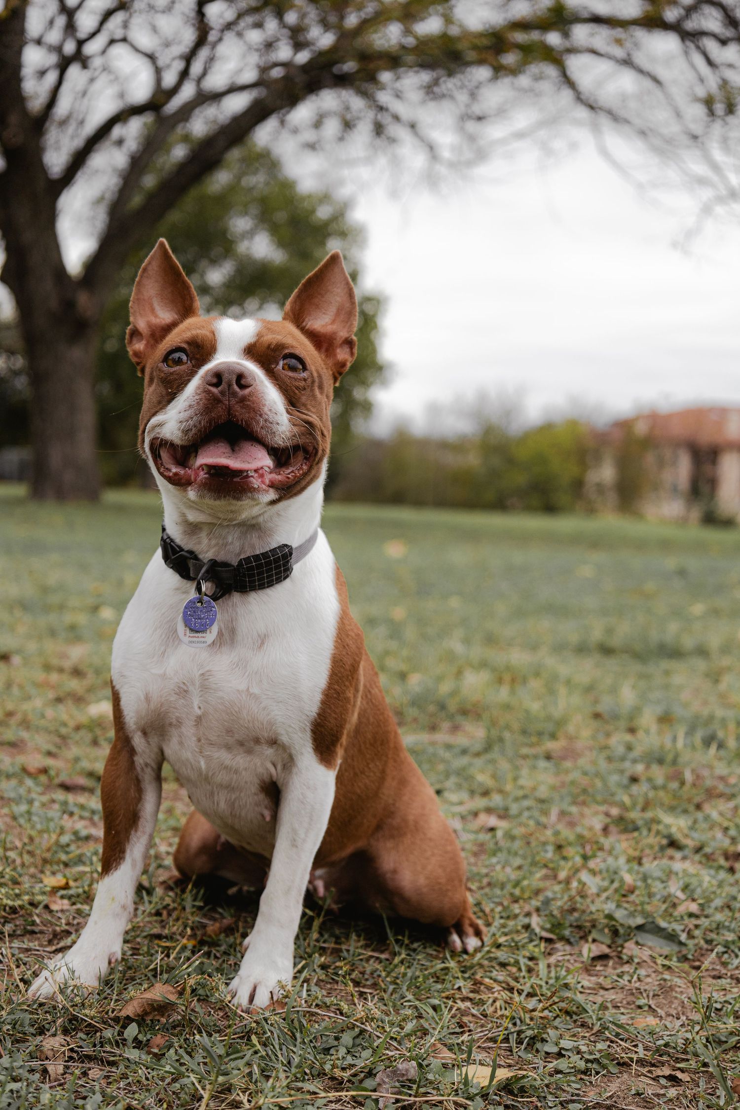 dog in a park for pet photography