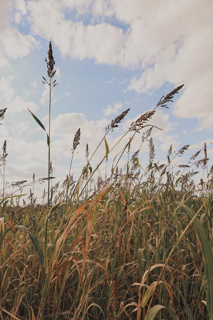 texas country landscape in a corn field