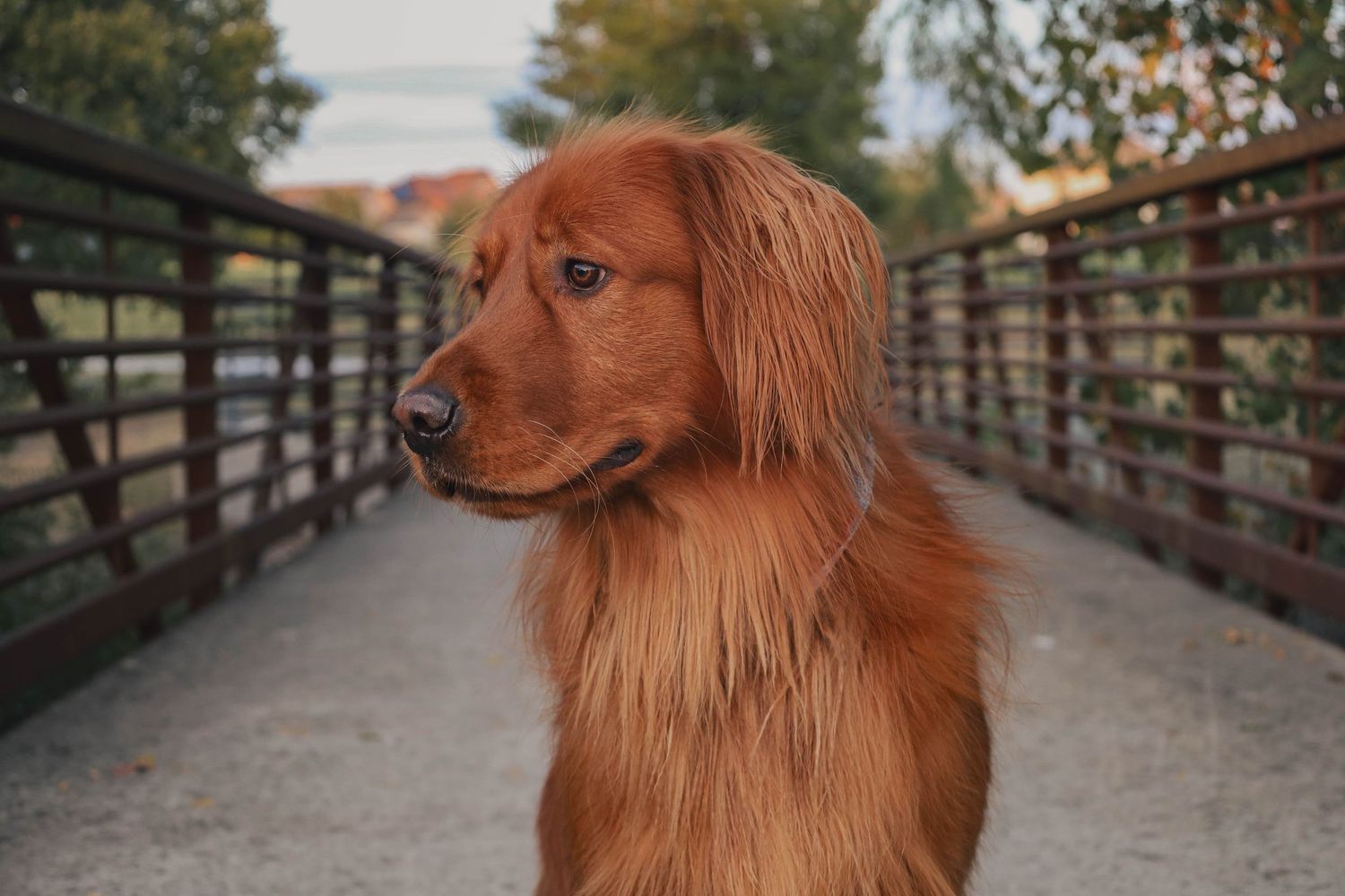 A golden retriever in round rock on a bridge for fall photos