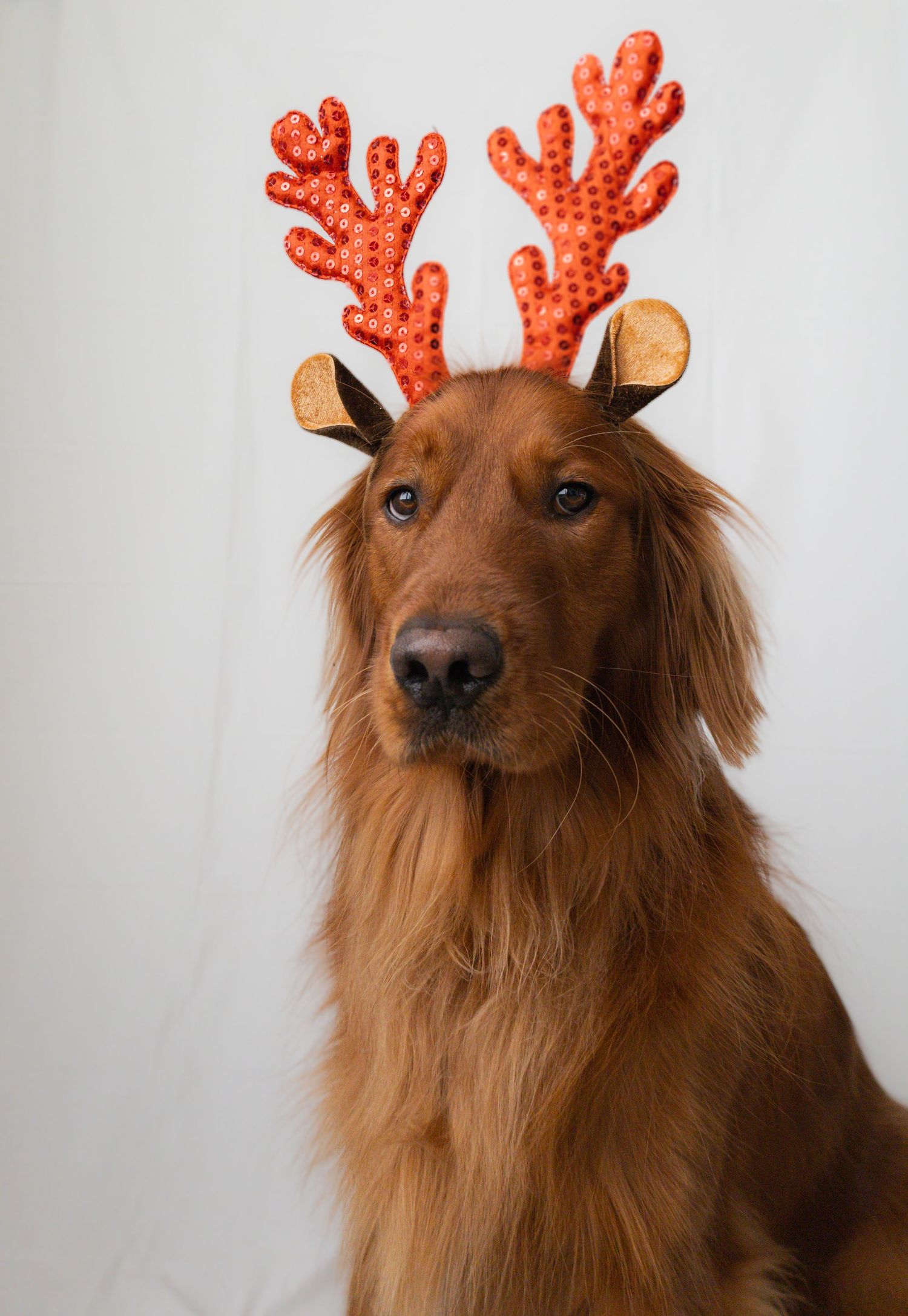 a mini holiday Christmas photoshoot with a Christmas dog