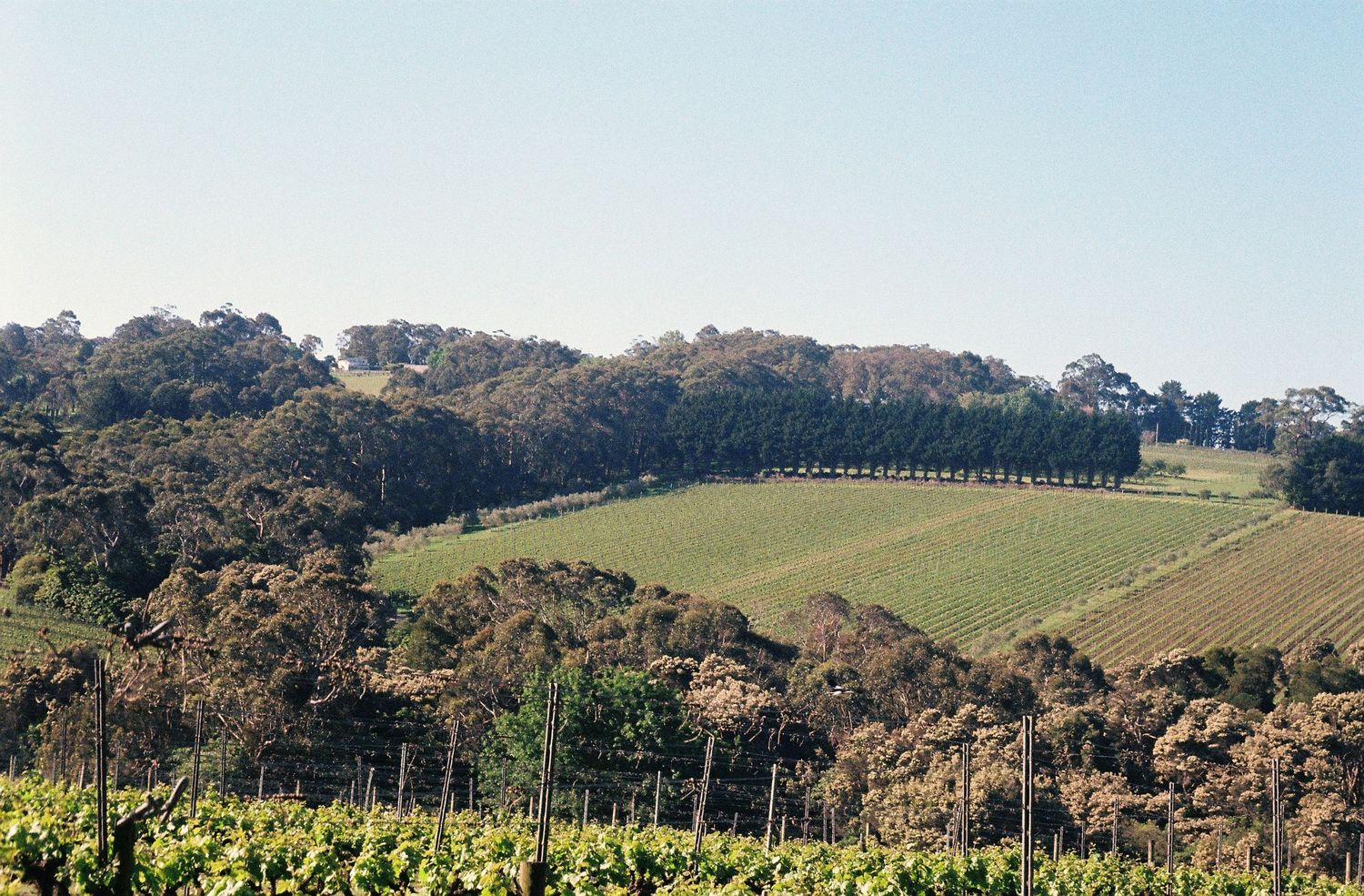 Rolling green hills and vineyards stretch across a scenic Australian landscape under blue skies.
