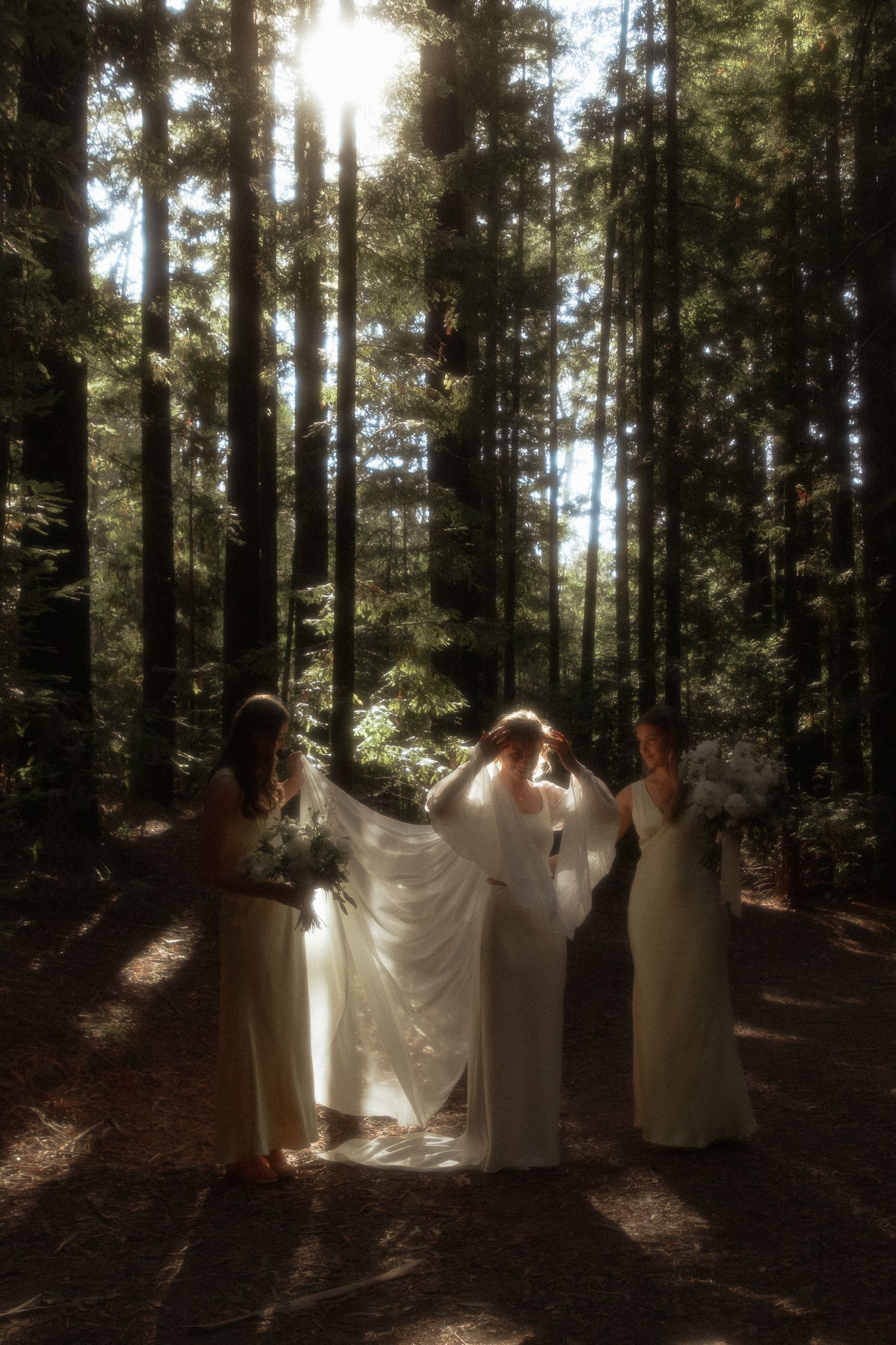 A dreamy forest wedding scene with white dresses glowing in sunlight filtering through tall evergreen trees.