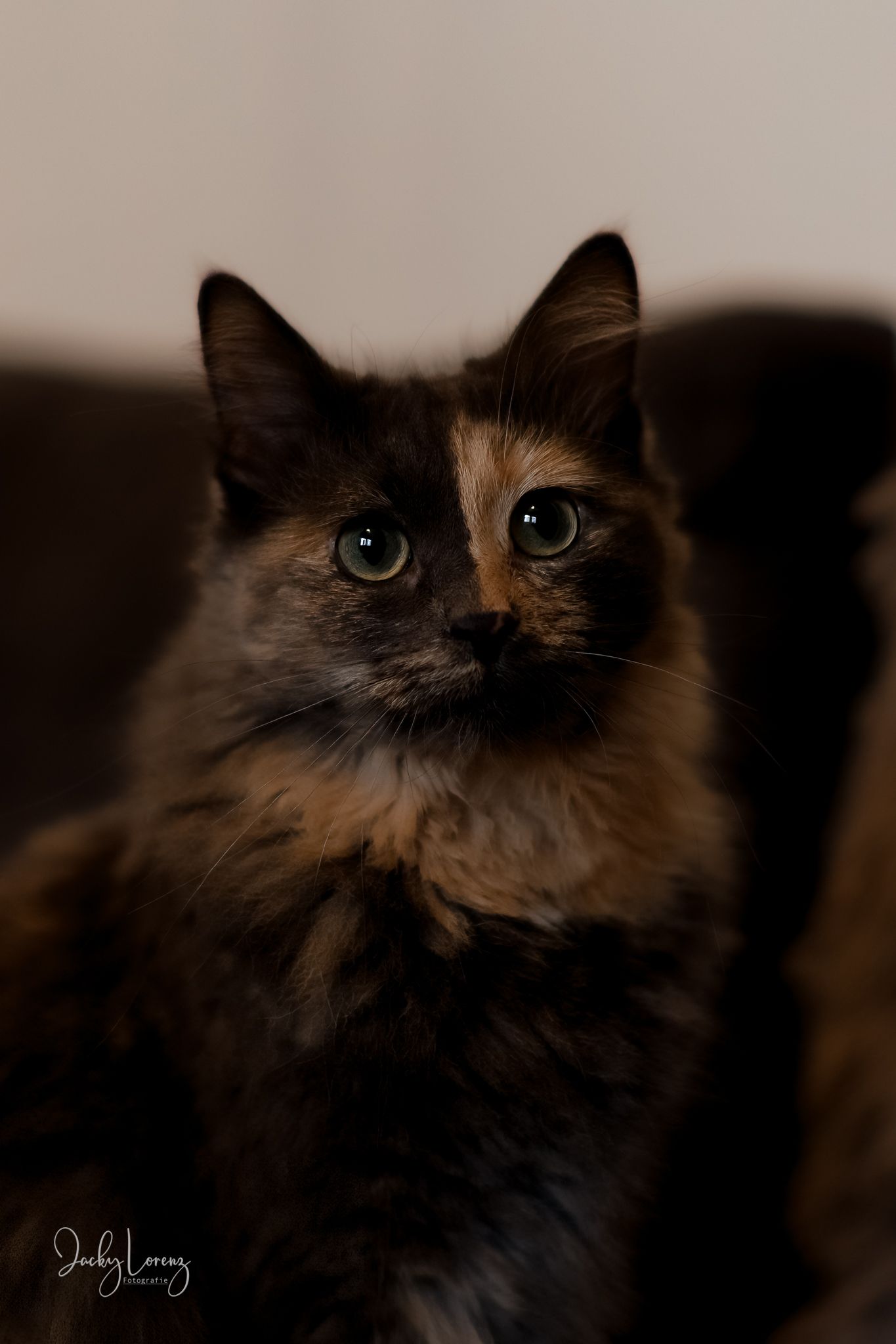 Katzenfotografie in Andernach, Westerwald, Koblenz & Umgebung
Mit bedingungsloser Liebe-
unvergessliche Momente von und mit deiner Fellnase