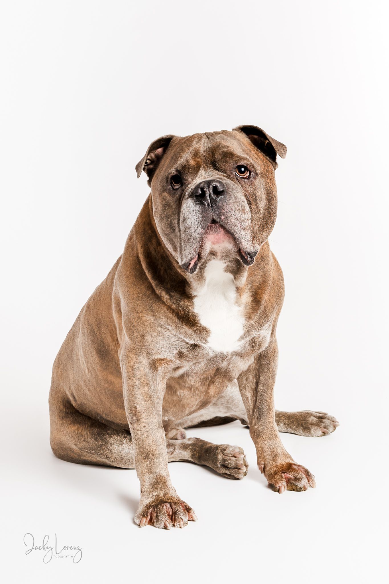 Hundefotografie in Andernach, Westerwald, Koblenz & Umgebung
Mit bedingungsloser Liebe-
unvergessliche Momente von und mit deiner Fellnase