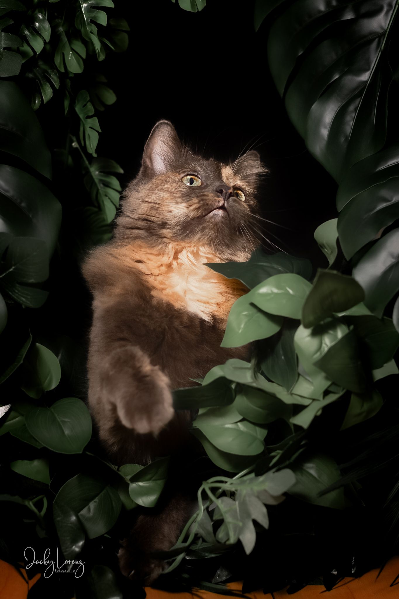 Katzenfotografie in RLP
Mit bedingungsloser Liebe-
unvergessliche Momente von und mit deiner Fellnase