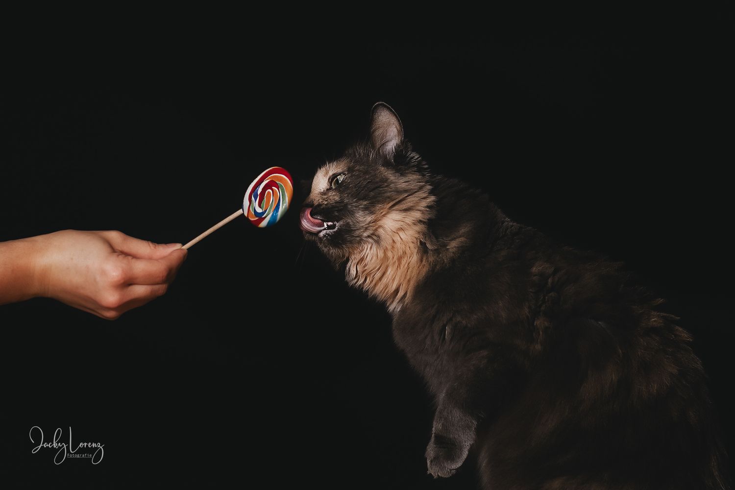 Katzenfotografie in Andernach, Westerwald, Koblenz & Umgebung
Mit bedingungsloser Liebe-
unvergessliche Momente von und mit deiner Fellnase