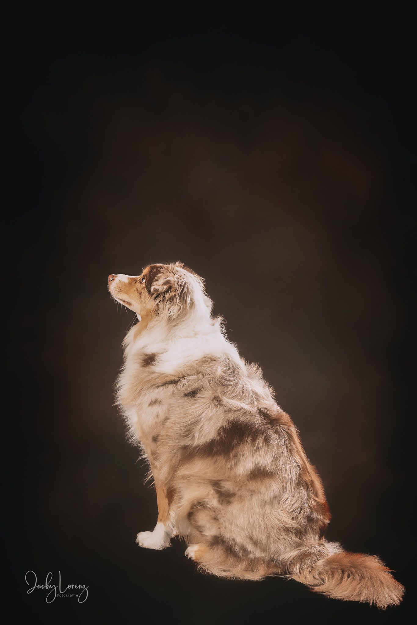 Hundefotografie in Andernach, Westerwald, Koblenz & Umgebung
Mit bedingungsloser Liebe-
unvergessliche Momente von und mit deiner Fellnase