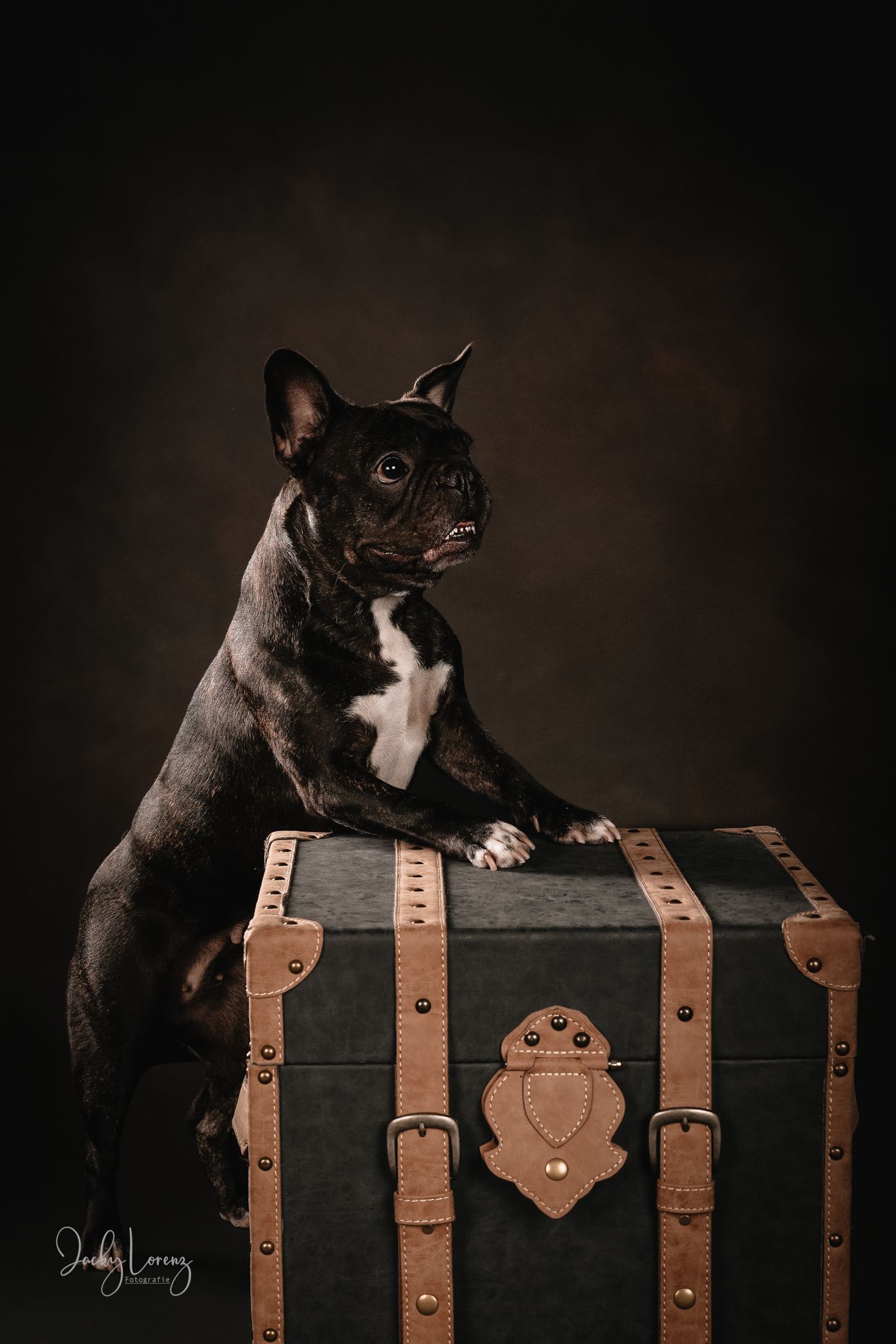 Hundefotografie in Andernach, Westerwald, Koblenz & Umgebung
Mit bedingungsloser Liebe-
unvergessliche Momente von und mit deiner Fellnase
