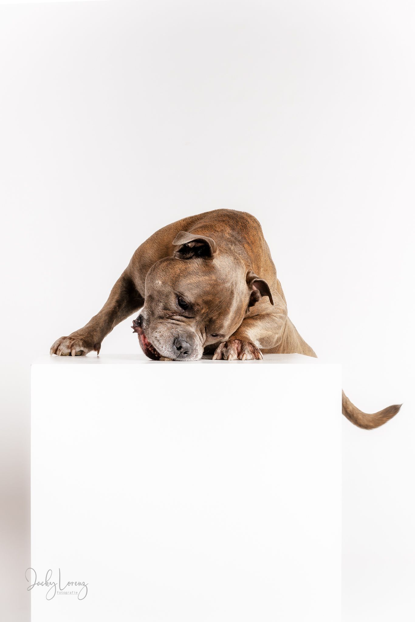 Hundefotografie in Andernach, Westerwald, Koblenz & Umgebung
Mit bedingungsloser Liebe-
unvergessliche Momente von und mit deiner Fellnase