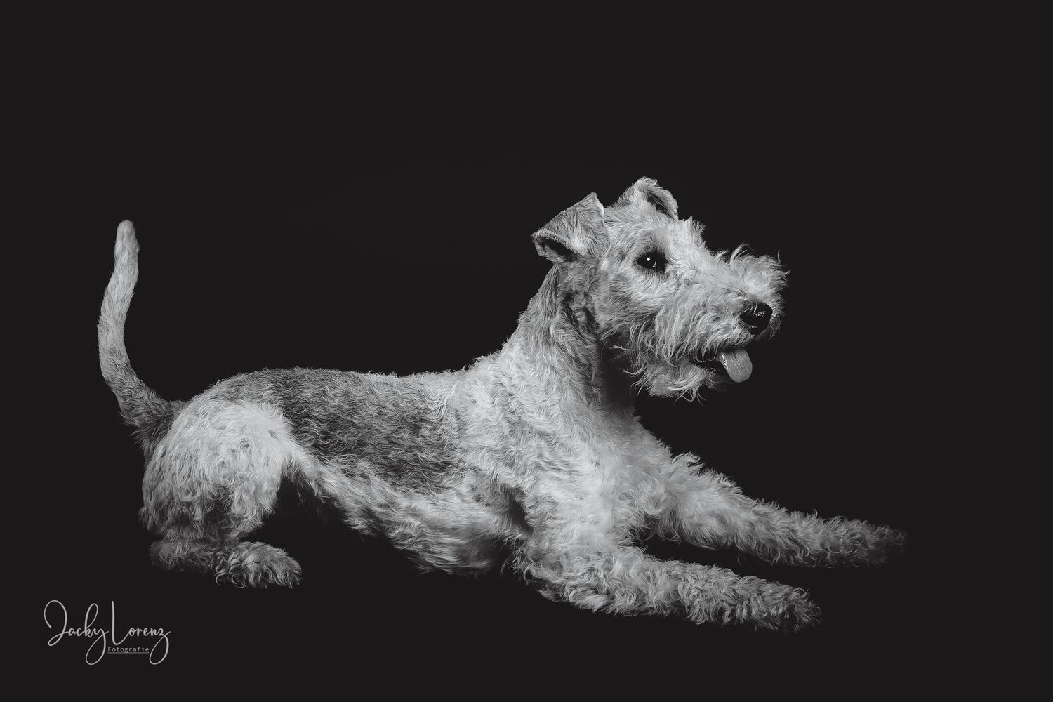 Hundefotografie in Andernach, Westerwald, Koblenz & Umgebung
Mit bedingungsloser Liebe-
unvergessliche Momente von und mit deiner Fellnase