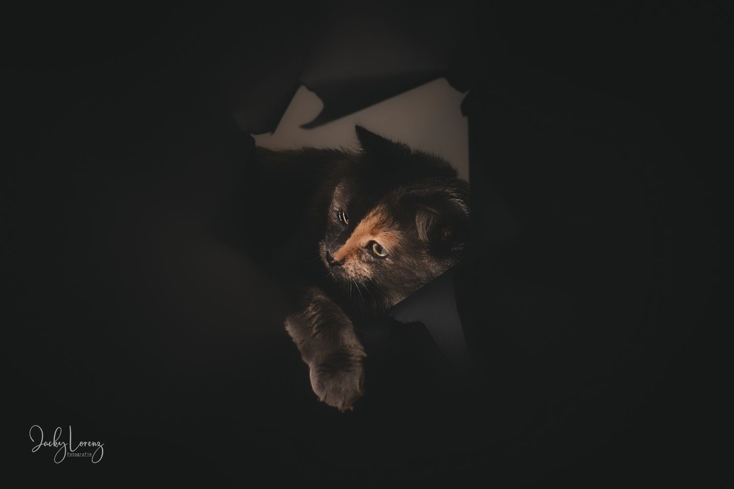 Katzenfotografie in Andernach, Westerwald, Koblenz & Umgebung
Mit bedingungsloser Liebe-
unvergessliche Momente von und mit deiner Fellnase