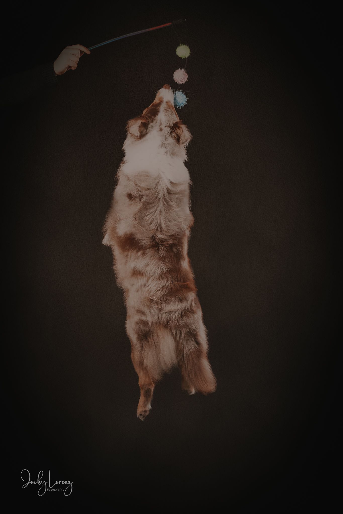 Hundefotografie in Andernach, Westerwald, Koblenz & Umgebung
Mit bedingungsloser Liebe-
unvergessliche Momente von und mit deiner Fellnase