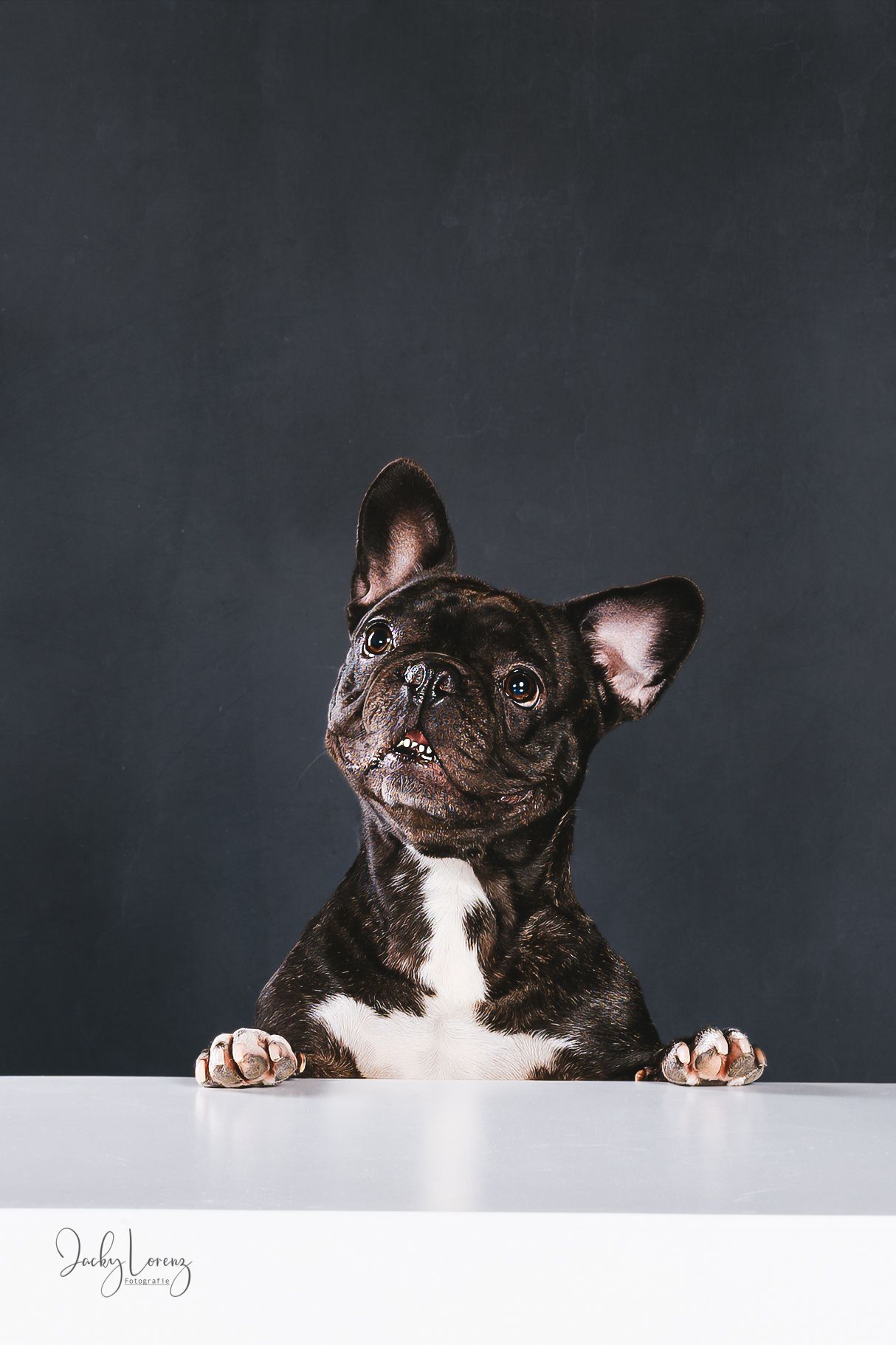 Hundefotografie in Andernach, Westerwald, Koblenz & Umgebung
Mit bedingungsloser Liebe-
unvergessliche Momente von und mit deiner Fellnase