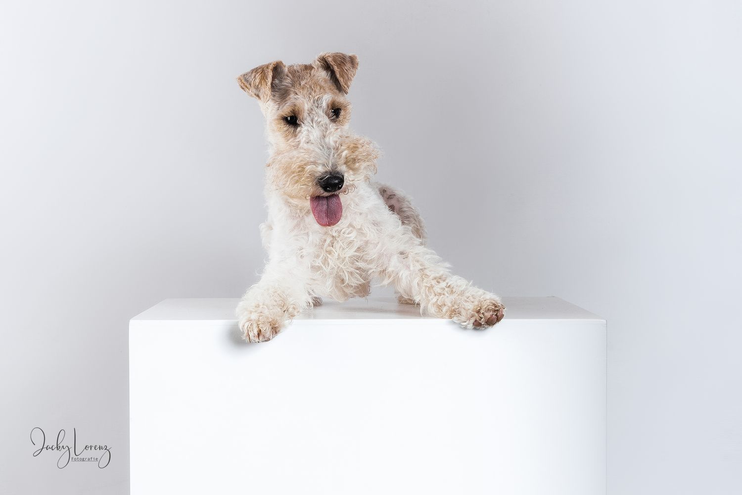 Hundefotografie in Andernach, Westerwald, Koblenz & Umgebung
Mit bedingungsloser Liebe-
unvergessliche Momente von und mit deiner Fellnase