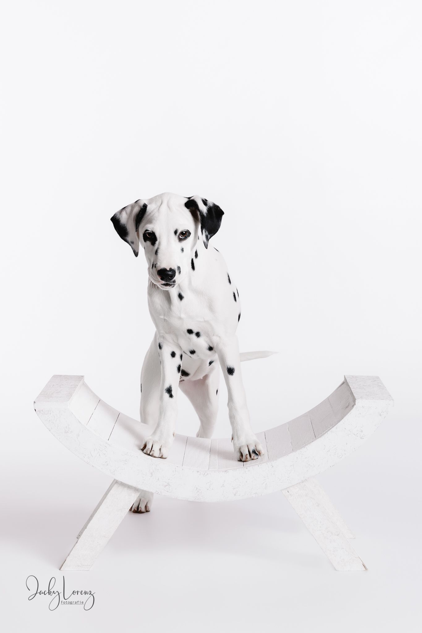 Hundefotografie in Andernach, Westerwald, Koblenz & Umgebung
Mit bedingungsloser Liebe-
unvergessliche Momente von und mit deiner Fellnase