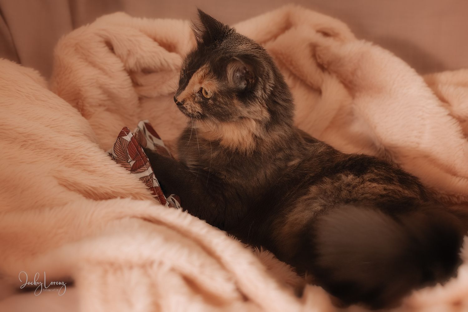 Katzenfotografie in Andernach, Westerwald, Koblenz & Umgebung
Mit bedingungsloser Liebe-
unvergessliche Momente von und mit deiner Fellnase