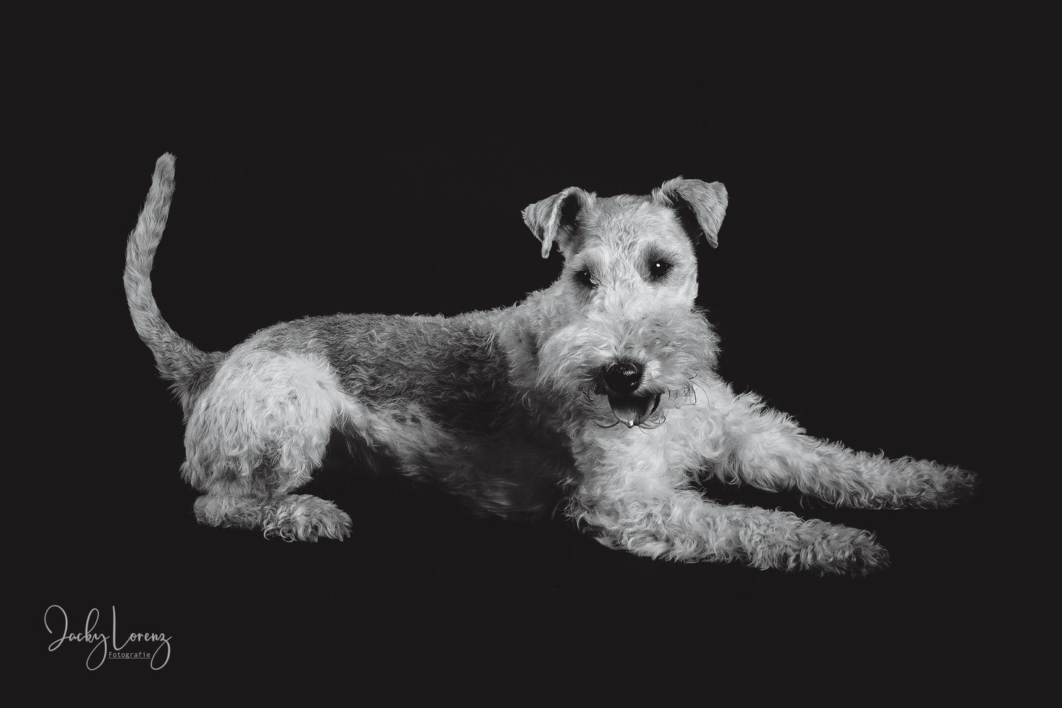 Hundefotografie in Andernach, Westerwald, Koblenz & Umgebung
Mit bedingungsloser Liebe-
unvergessliche Momente von und mit deiner Fellnase