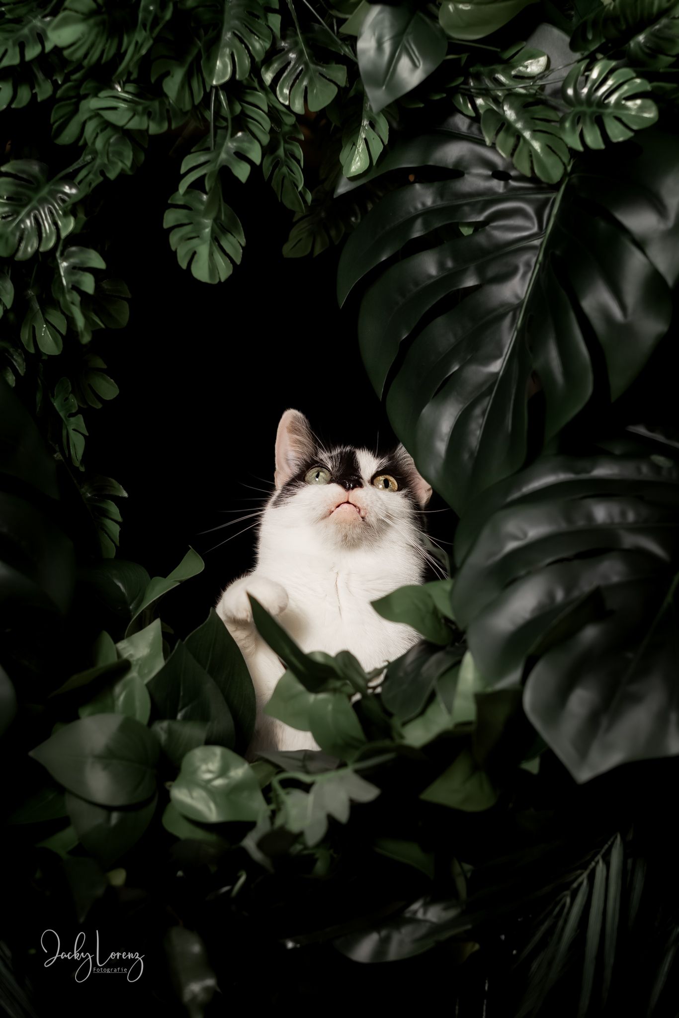 Katzenfotografie in RLP
Mit bedingungsloser Liebe-
unvergessliche Momente von und mit deiner Fellnase