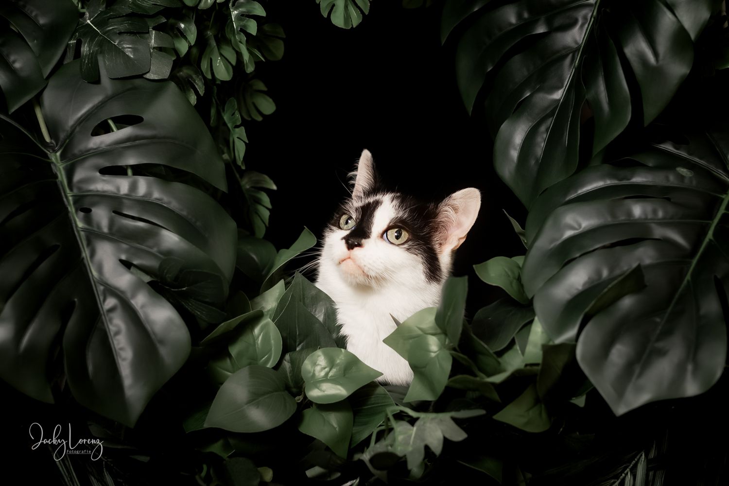 Katzenfotografie in Andernach, Westerwald, Koblenz & Umgebung
Mit bedingungsloser Liebe-
unvergessliche Momente von und mit deiner Fellnase