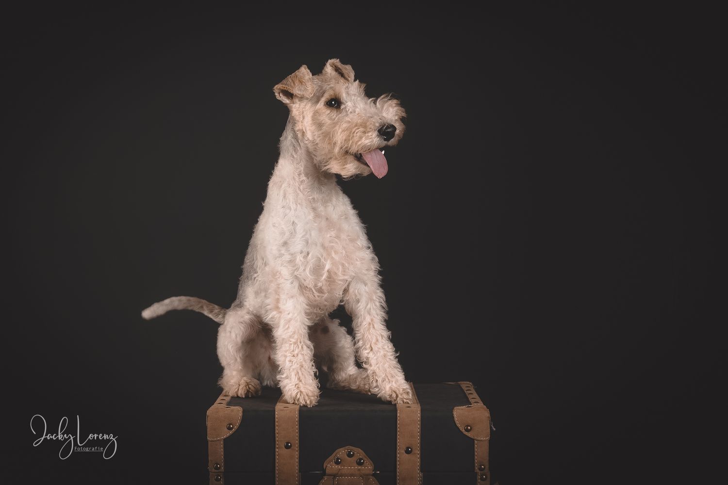 Hundefotografie in Andernach, Westerwald, Koblenz & Umgebung
Mit bedingungsloser Liebe-
unvergessliche Momente von und mit deiner Fellnase