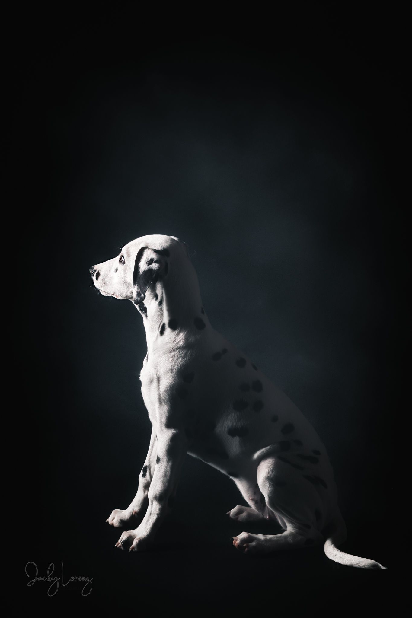 Hundefotografie in Andernach, Westerwald, Koblenz & Umgebung
Mit bedingungsloser Liebe-
unvergessliche Momente von und mit deiner Fellnase