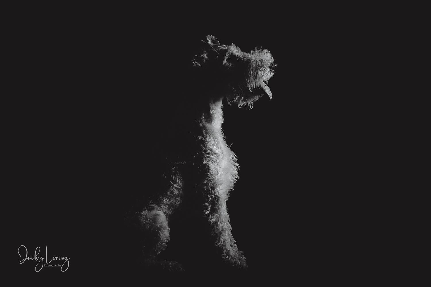Hundefotografie in Andernach, Westerwald, Koblenz & Umgebung
Mit bedingungsloser Liebe-
unvergessliche Momente von und mit deiner Fellnase