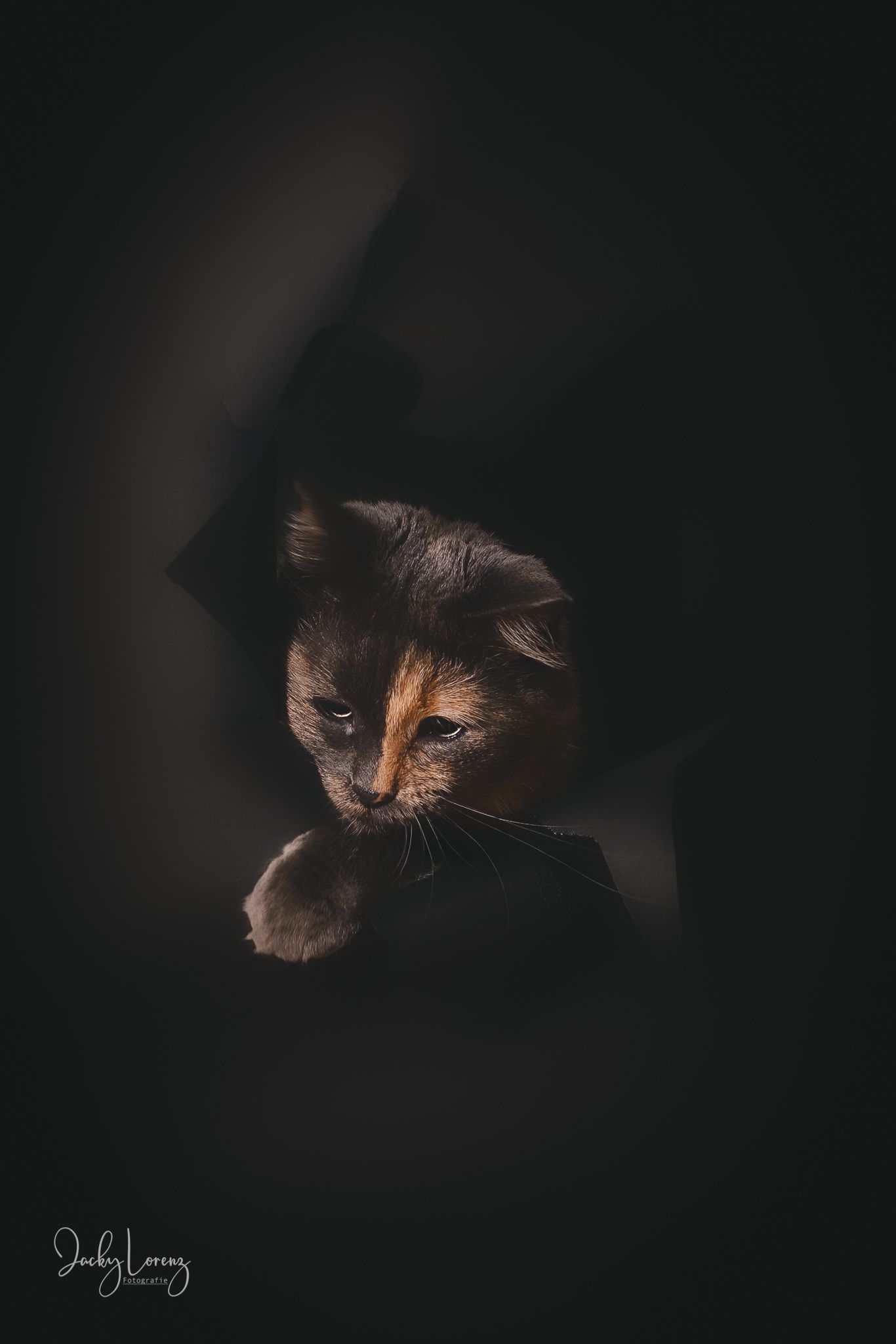 Katzenfotografie in Andernach, Westerwald, Koblenz & Umgebung
Mit bedingungsloser Liebe-
unvergessliche Momente von und mit deiner Fellnase