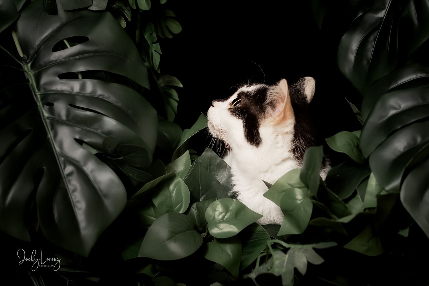Katzenfotografie in Andernach, Westerwald, Koblenz & Umgebung
Mit bedingungsloser Liebe-
unvergessliche Momente von und mit deiner Fellnase
