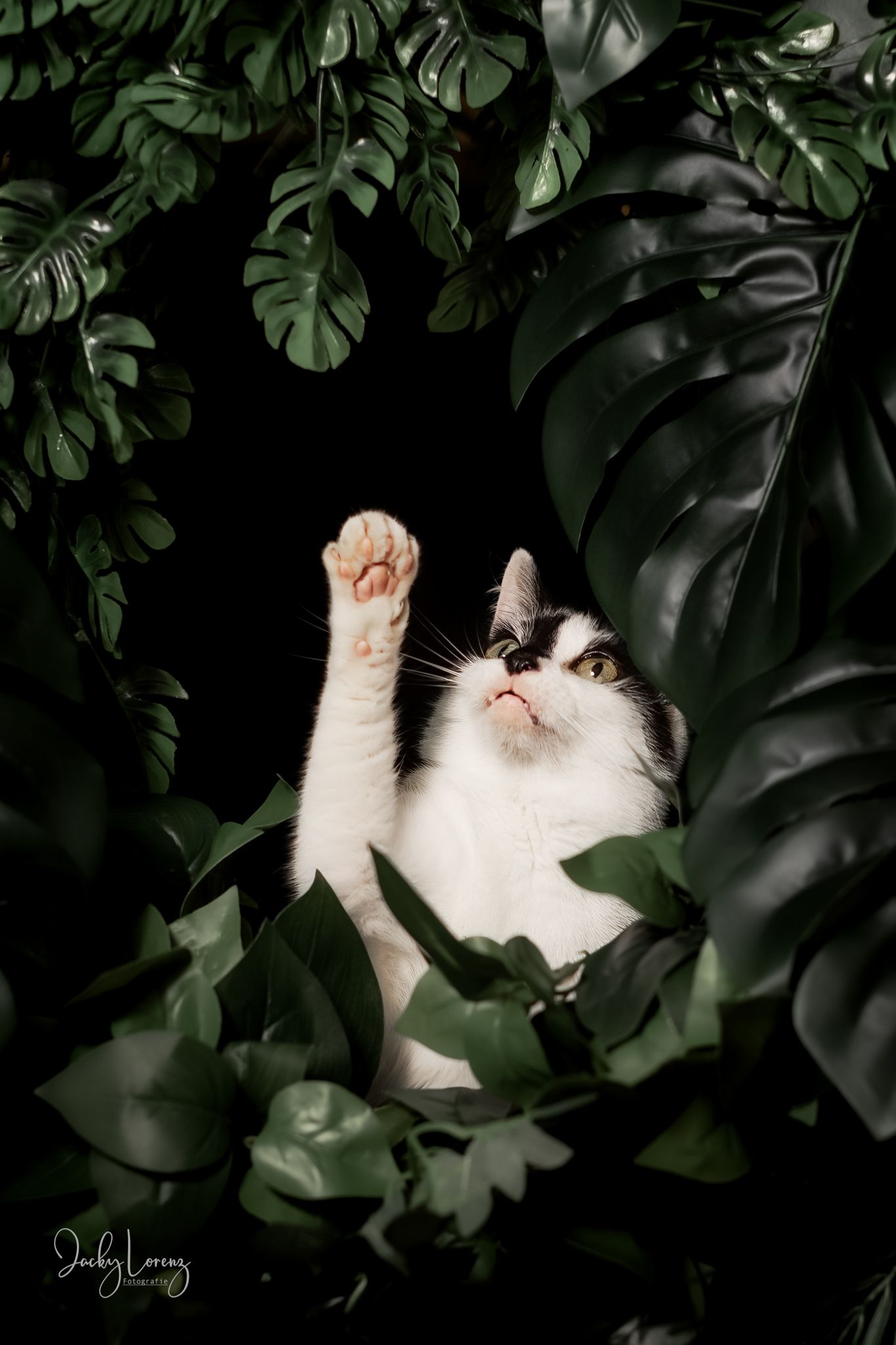 Katzenfotografie in RLP
Mit bedingungsloser Liebe-
unvergessliche Momente von und mit deiner Fellnase
